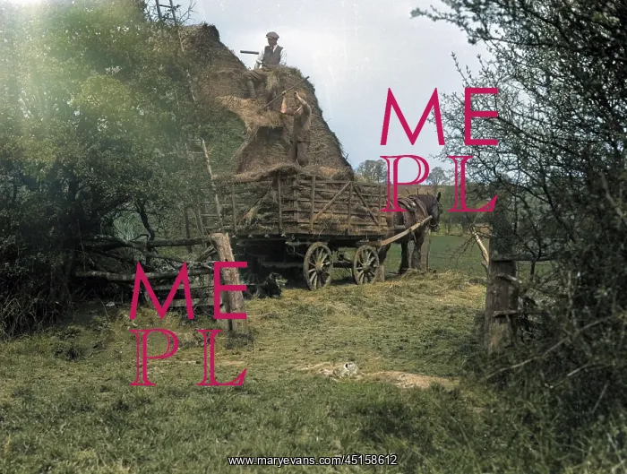 : HAYMAKING 1930S : HAYMAKING 1930S