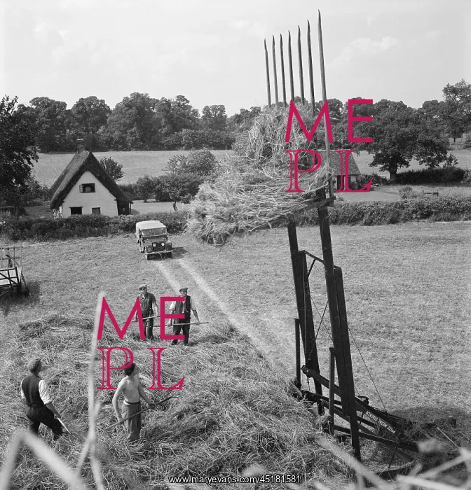 : Haymaking in Great Munden, showing four men with pitchforks standing on a haystack : Haymaking in Great Munden, showing four men with pitchforks standing on a haystack