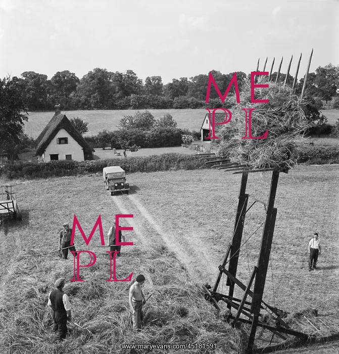 : Haymaking in Great Munden, showing four men with pitchforks standing on a haystack : Haymaking in Great Munden, showing four men with pitchforks standing on a haystack