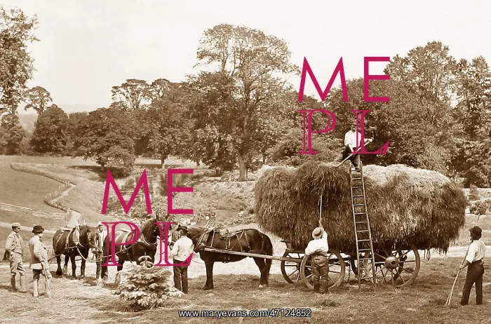  : Haymaking