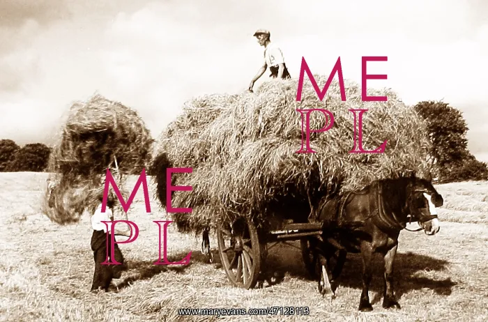  : Haymaking