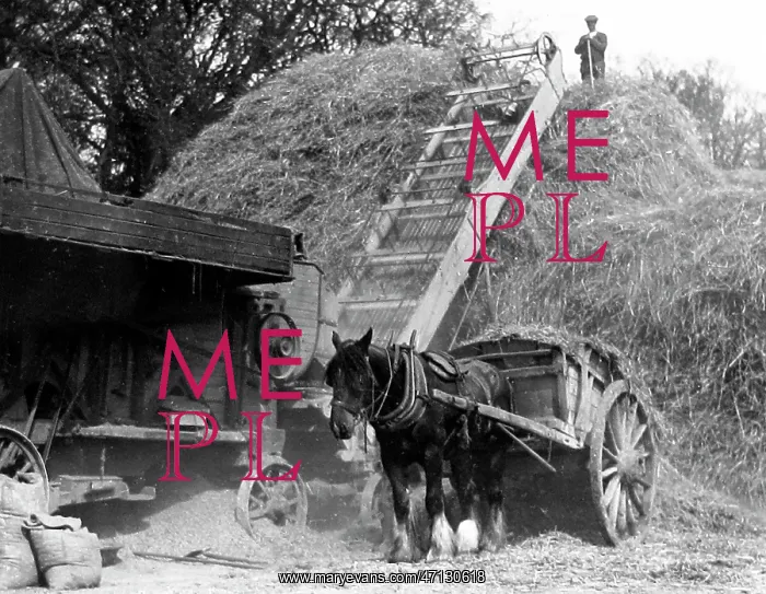 : Haymaking