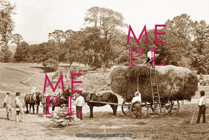  : Haymaking