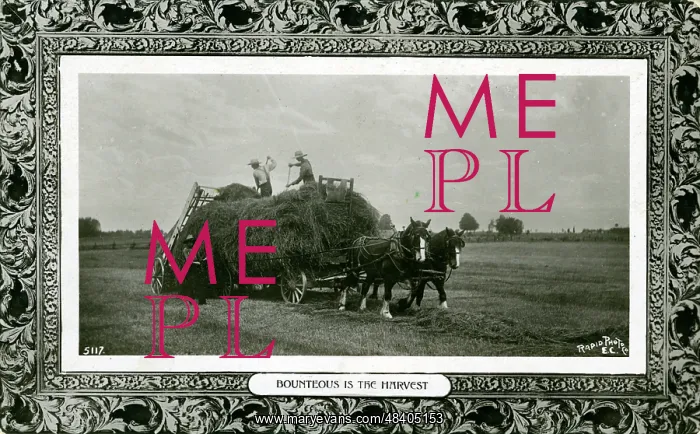 : Haymaking, England. Bounteous is the Harvest : Haymaking, England. Bounteous is the Harvest