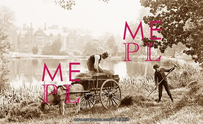  : Haymaking on the banks of the River Thames
