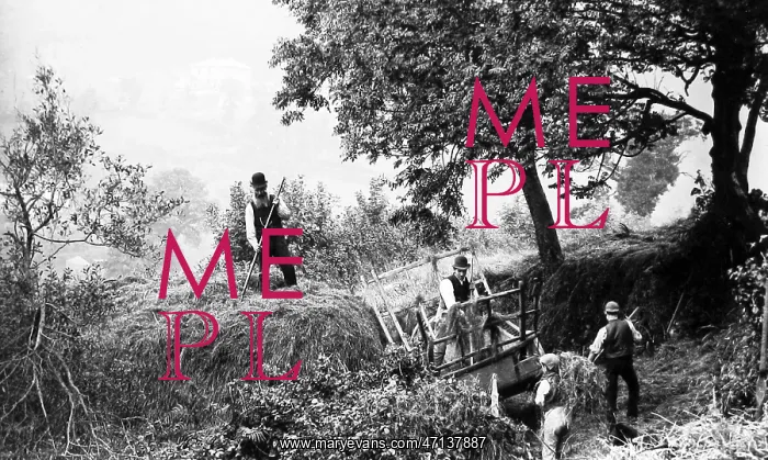  : Haymaking in Branscombe, Devon