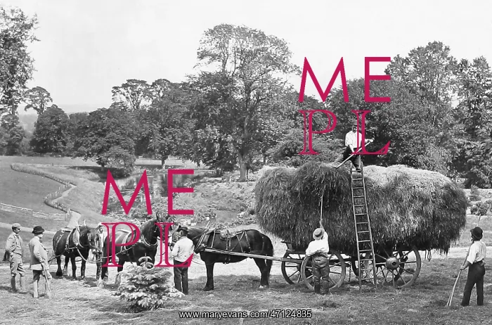  : Haymaking early 1900s