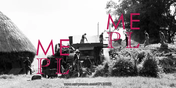  : Haymaking early 1900s