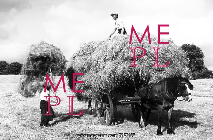  : Haymaking early 1900s