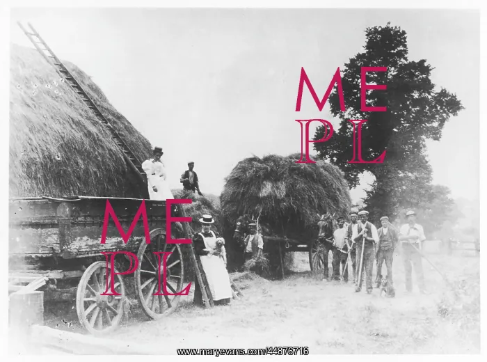 : HAYMAKING IN HIGHGATE : HAYMAKING IN HIGHGATE