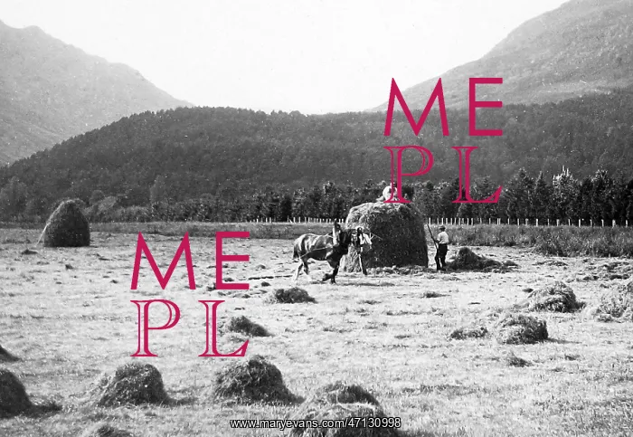  : haymaking near Dunoon, Scotland