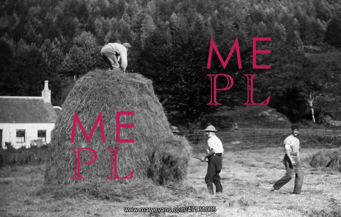  : Haymaking near Dunoon, Scotland