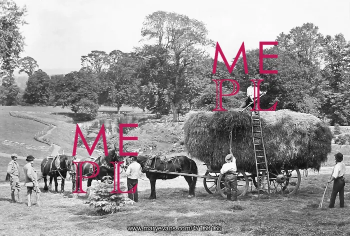  : Haymaking Victorian period