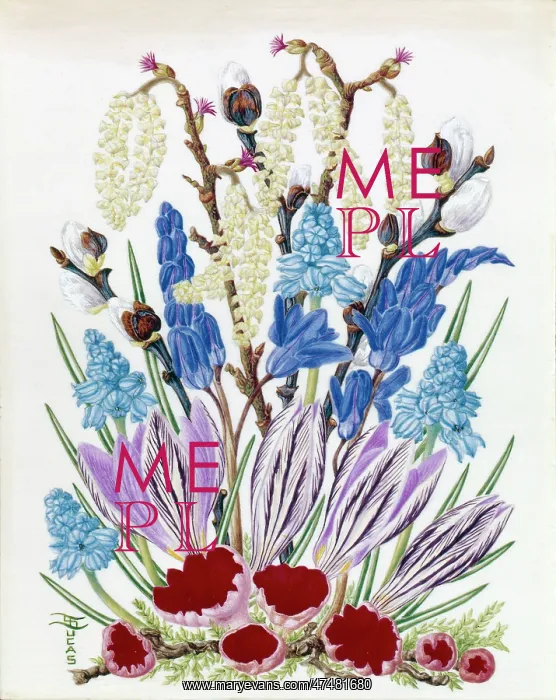 : Hazel Catkins, Grape Hyacinths, Crocus etc : Hazel Catkins, Grape Hyacinths, Crocus etc