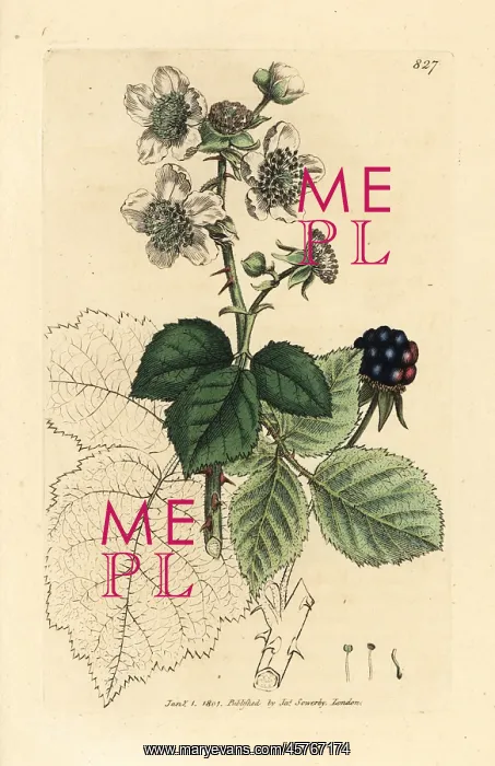 : Hazel-leaved bramble, Rubus corylifolius : Hazel-leaved bramble, Rubus corylifolius