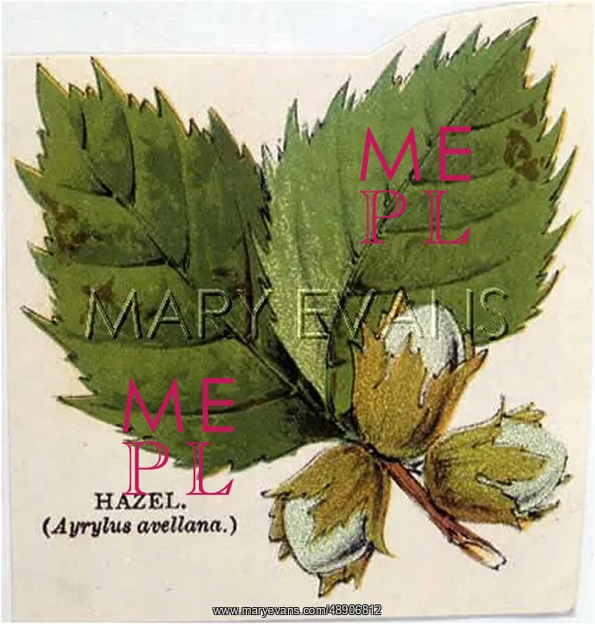  : HAZEL NUT. A hazel nut. AYRYLUS AVELLANA