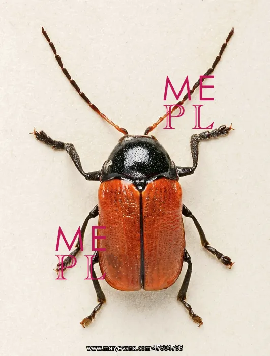 : Hazel Pot Beetle : Hazel Pot Beetle