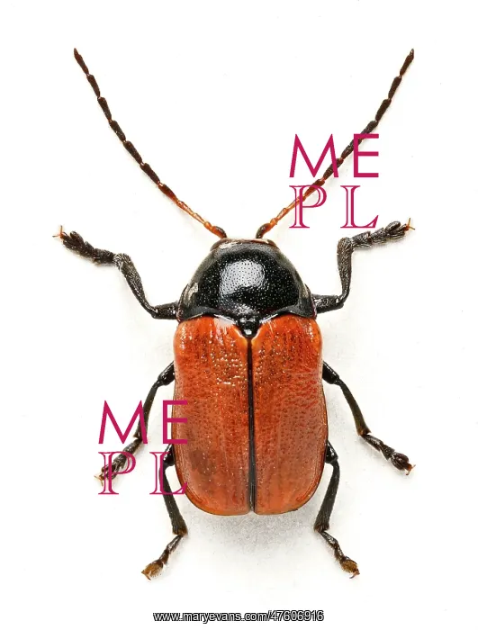 : Hazel Pot Beetle : Hazel Pot Beetle