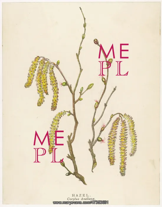  : HAZEL TREE CATKINS