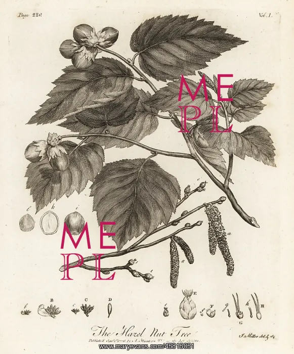 : Hazelnut tree, Corylus avellana : Hazelnut tree, Corylus avellana
