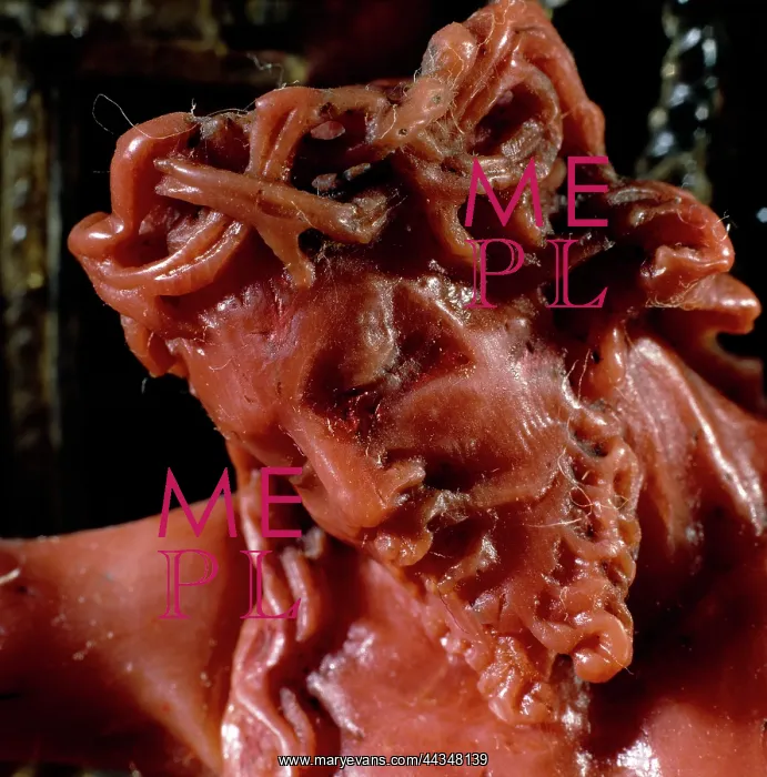 : Detail of the head of : Detail of the head of