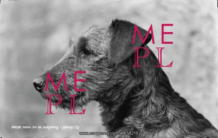 : Head of an Airedale : Head of an Airedale