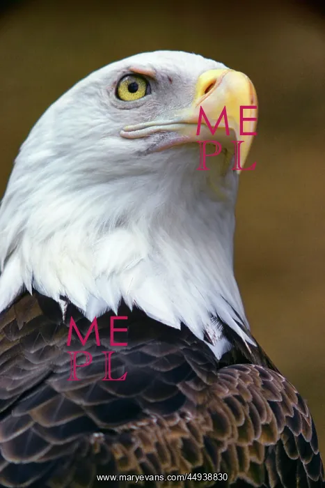 : Head of American Bald Eagle Haliaeetus Leucocephalus : Head of American Bald Eagle Haliaeetus Leucocephalus