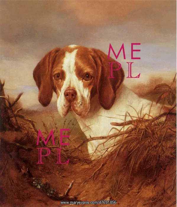  : Head of Brown and White Dog