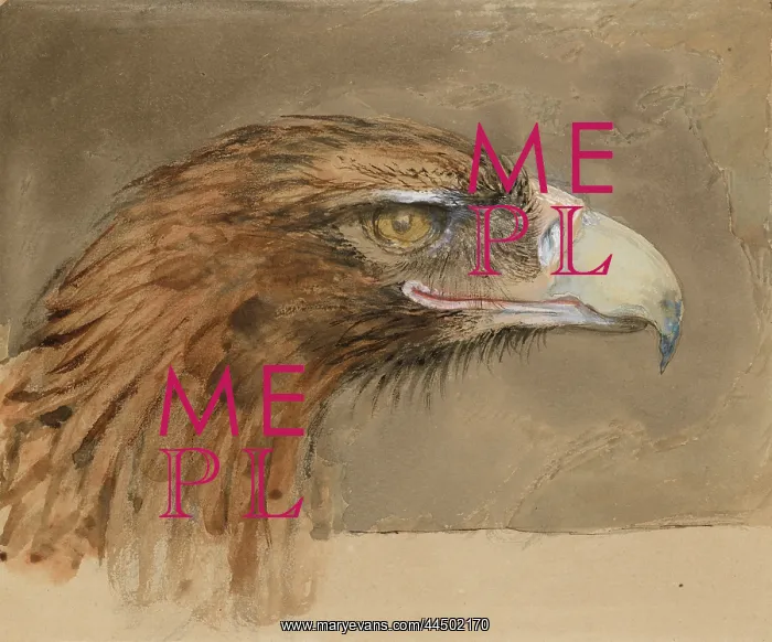 : The Head of a common Golden Eagle, from Life : The Head of a common Golden Eagle, from Life