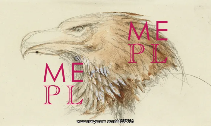 : The Head of a common Golden Eagle, from Life : The Head of a common Golden Eagle, from Life