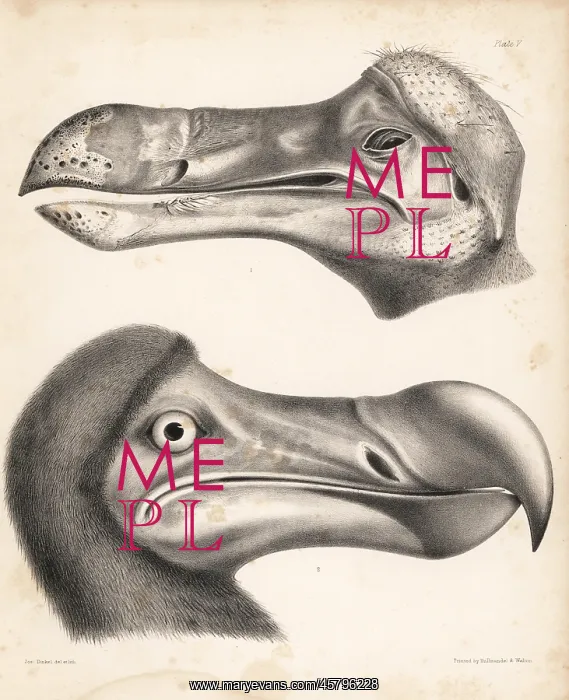 : Head of a dodo in the Ashmolean Museum and : Head of a dodo in the Ashmolean Museum and