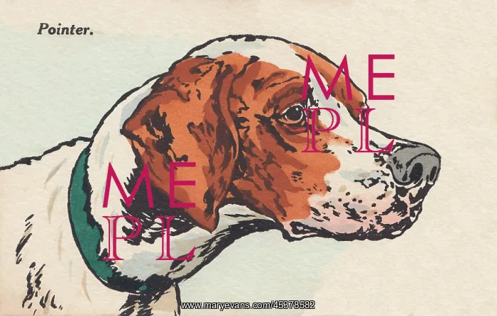 : Head of a Dog : Head of a Dog