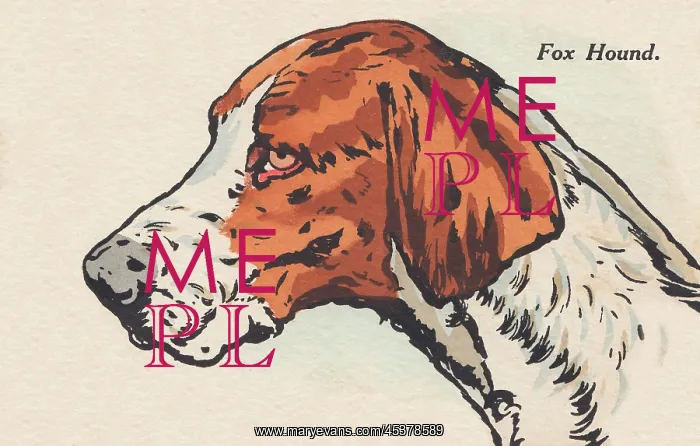 : Head of a Dog - English Foxhound : Head of a Dog - English Foxhound