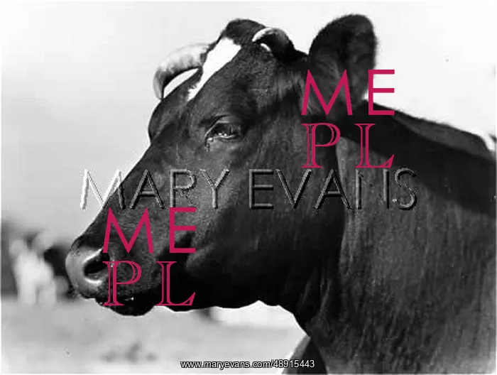  : HEAD OF A FRIESIAN COW