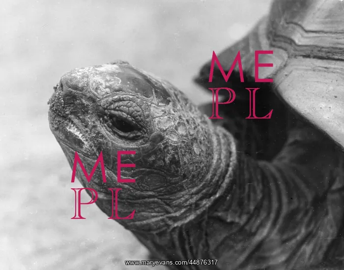  : HEAD OF GIANT TORTOISE