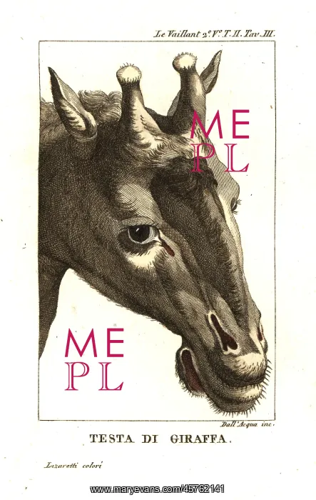 : Head of a giraffe, Giraffa camelopardalis : Head of a giraffe, Giraffa camelopardalis