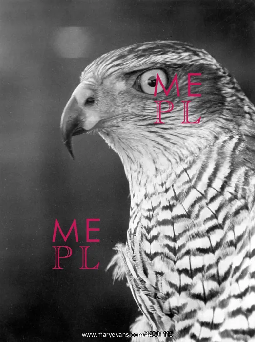  : HEAD OF A GOSHAWK
