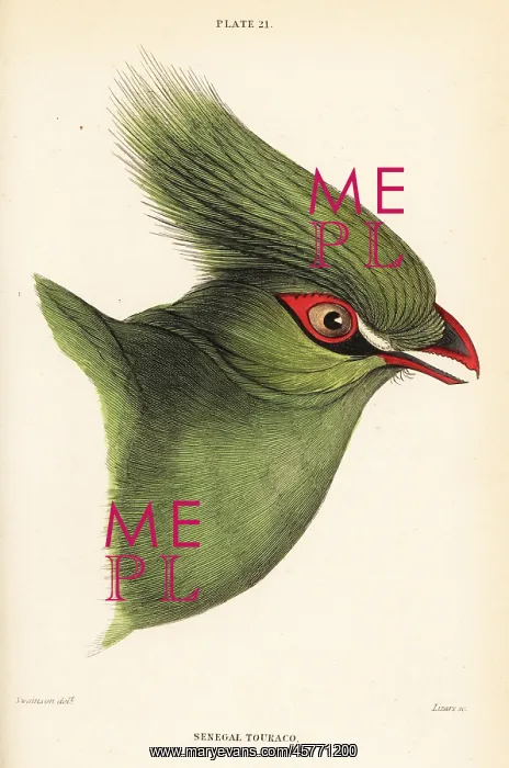 : Head of the Guinea turaco, Tauraco persa buffoni : Head of the Guinea turaco, Tauraco persa buffoni