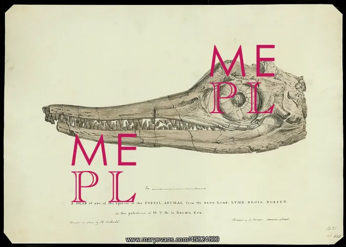 : Head of an ichthyosaur : Head of an ichthyosaur