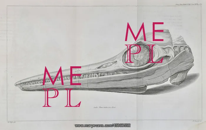 : Head of an ichthyosaur : Head of an ichthyosaur