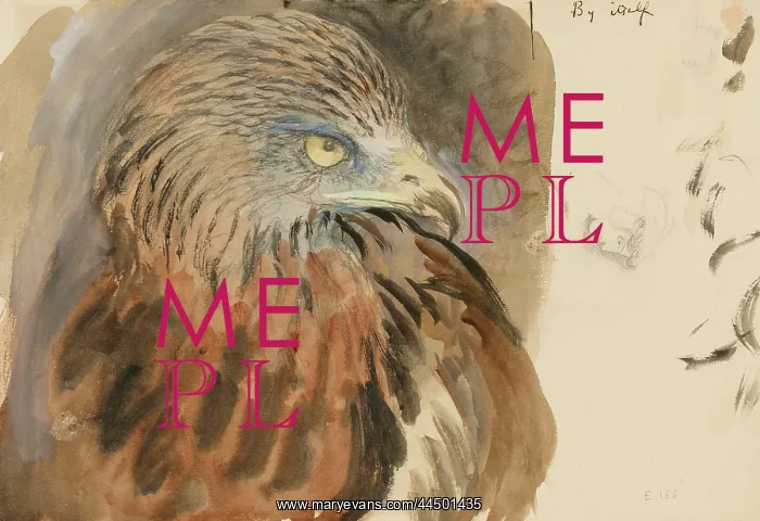 : The Head of a Kite, from Life : The Head of a Kite, from Life
