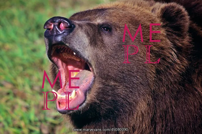 : Head of Kodiak Bear Ursus Arctos Middendorffi : Head of Kodiak Bear Ursus Arctos Middendorffi