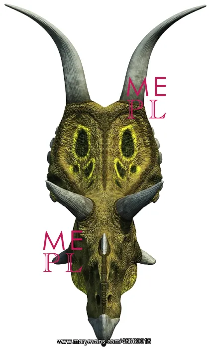 : A head-on view of Diabloceratops from the Late : A head-on view of Diabloceratops from the Late