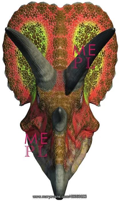 : A head-on view of a Triceratops : A head-on view of a Triceratops