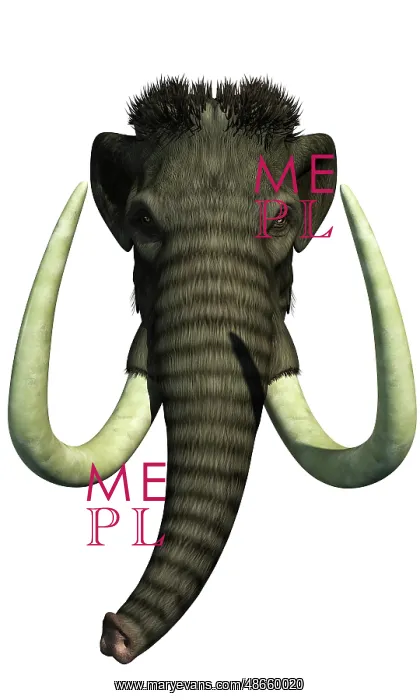 : A head-on view of a Woolly Mammoth from the ice age : A head-on view of a Woolly Mammoth from the ice age