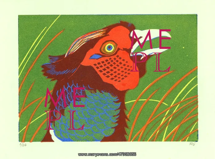 : Head of a Pheasant : Head of a Pheasant