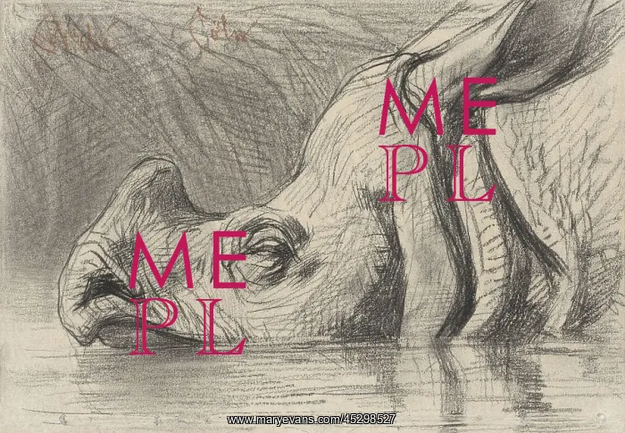 : Head of a Rhinoceros : Head of a Rhinoceros