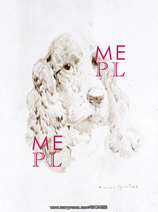  : Head of a Spaniel by Harry Rountree