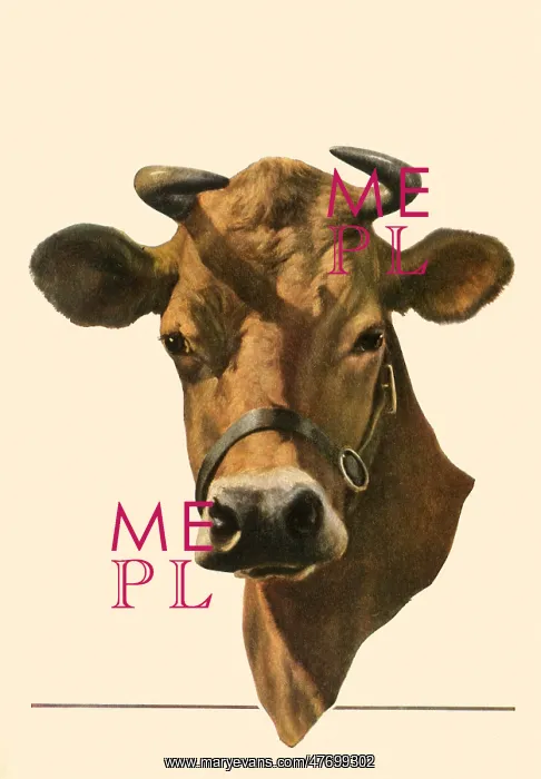  : Head of a Steer