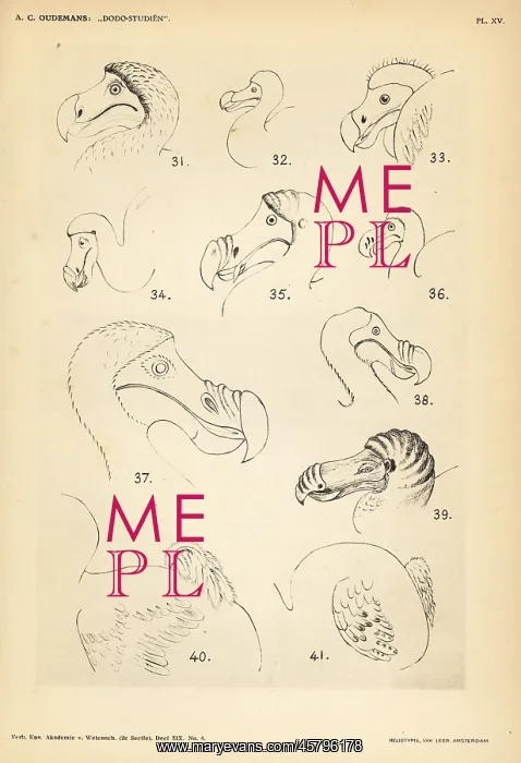 : Head and tail of the dodo by various artists : Head and tail of the dodo by various artists